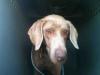 girl weim @kings co animal control